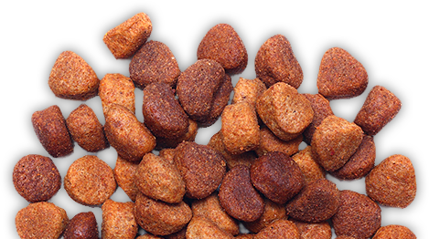 Dog Food 10 Dog Food 10